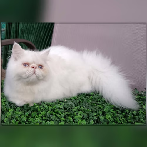 Vendo machito persa blanco  - Imagen 6