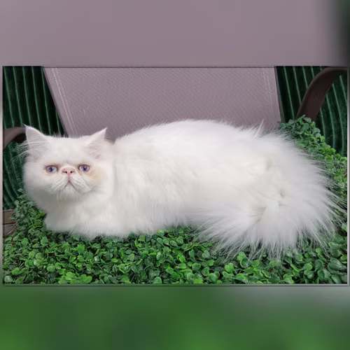 Vendo machito persa blanco  - Imagen 4