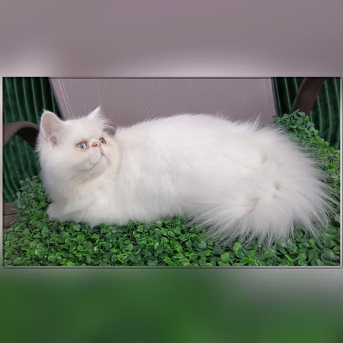 Vendo machito persa blanco  - Imagen 5