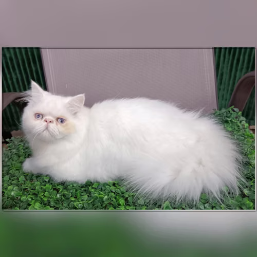 Vendo machito persa blanco  - Imagen 3