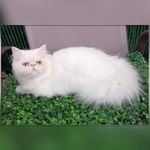 Vendo machito persa blanco  - Imagen 2