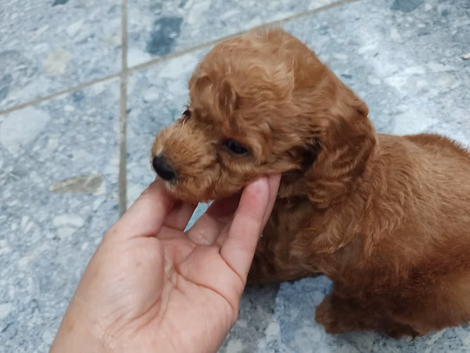 French poodles rojo y una Apricort papá rojo mamá roja 