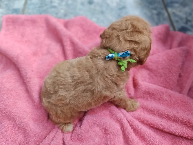 French poodles rojo y una Apricort papá rojo mamá roja 