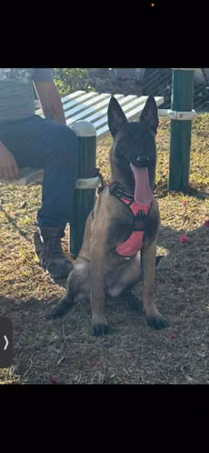Perros pastor Belga Malinois  - Imagen 3
