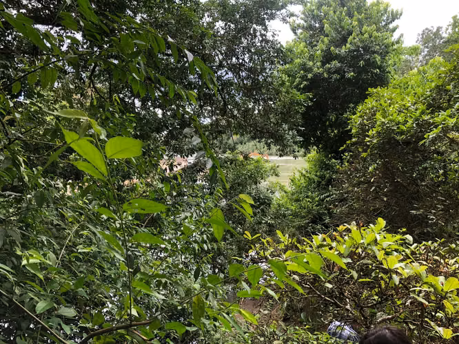 Finca en Venta 8 Hectáreas en San Carlos – Acceso al Río – Ideal Ganadería o Ecoturismo - Imagen 6