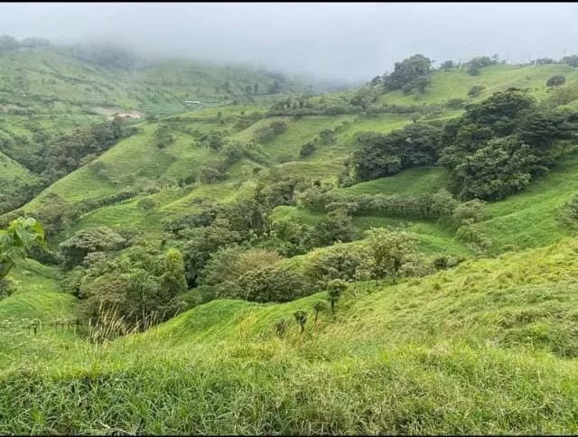 SE VENDE FINCA LECHERA – CAMINO A SAN RAMÓN - Imagen 5