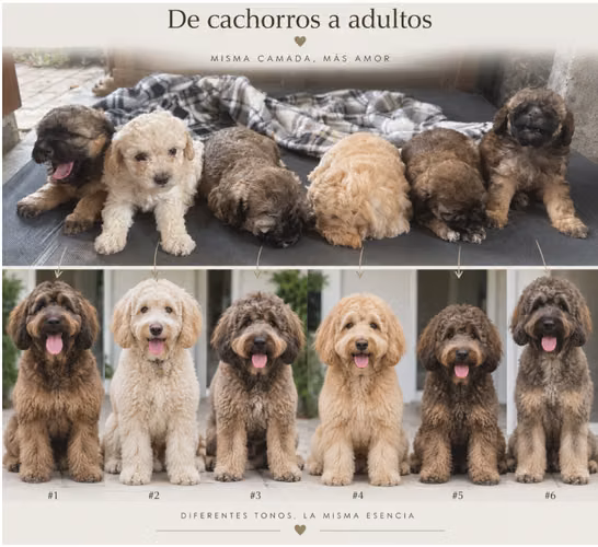 Hermosos French Poodle 