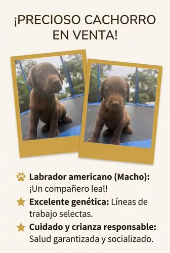 Machos 230000 y hembras 260000 - Imagen 4