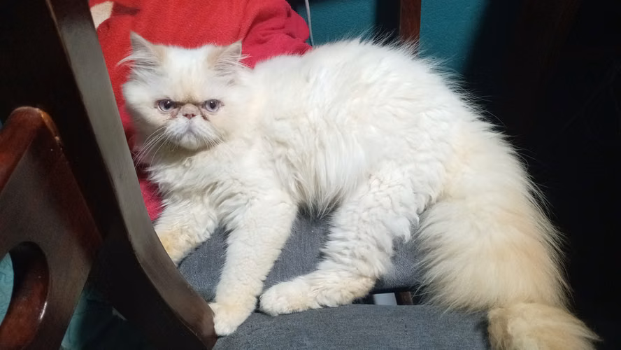 Gatos himalaya 