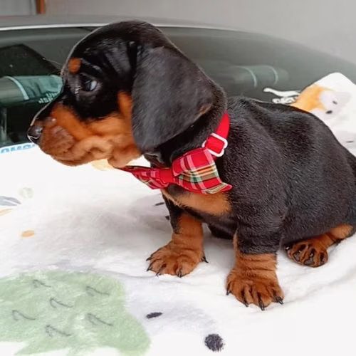 Parejita de bbs Salchicha caniche  - Imagen 4