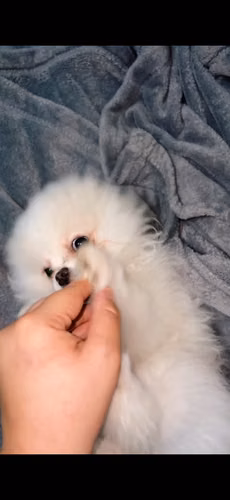 Machito de 1 mes de nacido con su primer vacuna. - Imagen 2