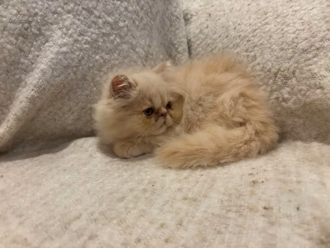 Female and male Persian