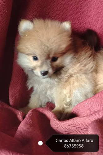 POMERANIO cachorro. MACHO Y Hembra. 