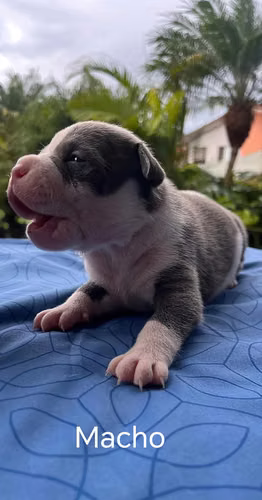 Cachorros American Stanford 