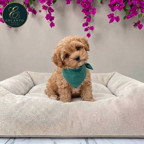 Cachorro MALTIPOO dsponible