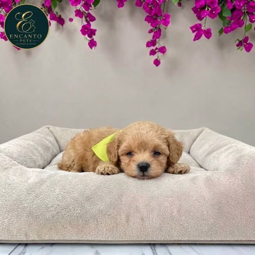 Cachorro MALTIPOO dsponible