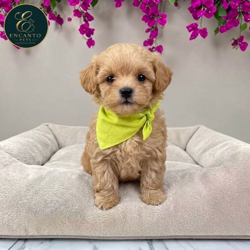 Cachorro MALTIPOO dsponible