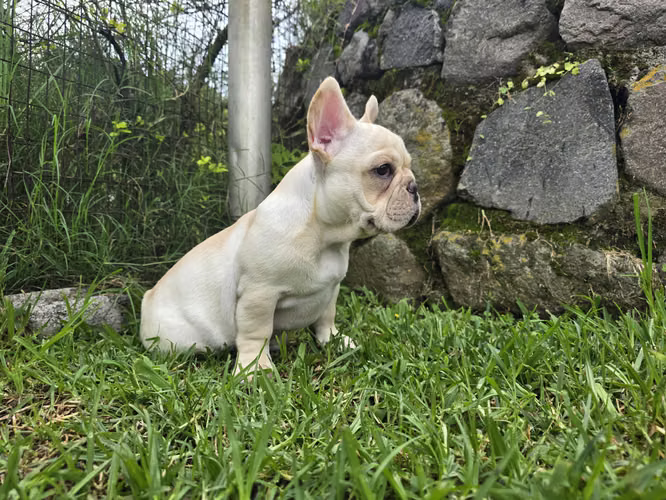 Bulldog Francés 