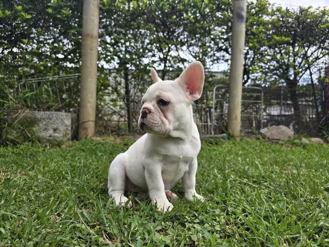 Bulldog Francés 