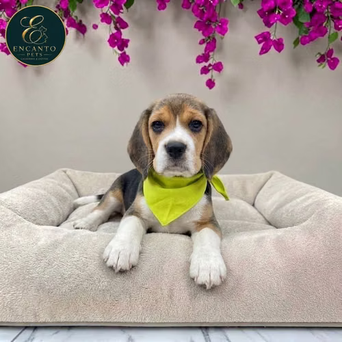Cachorro BEAGLE POCKET AMERICANO TRADICIONAL disponible