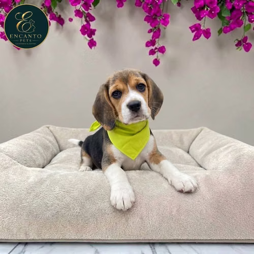 Cachorro BEAGLE POCKET AMERICANO TRADICIONAL disponible