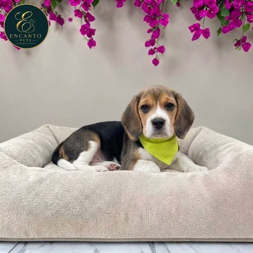 Cachorro BEAGLE POCKET AMERICANO TRADICIONAL disponible