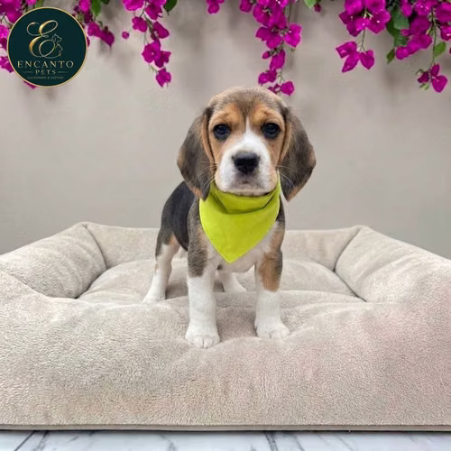 Cachorro BEAGLE POCKET AMERICANO TRADICIONAL disponible
