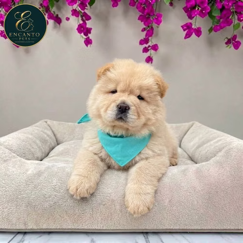 Cachorro CHOW CHOW TRADICIONAL disponible - Imagen 2