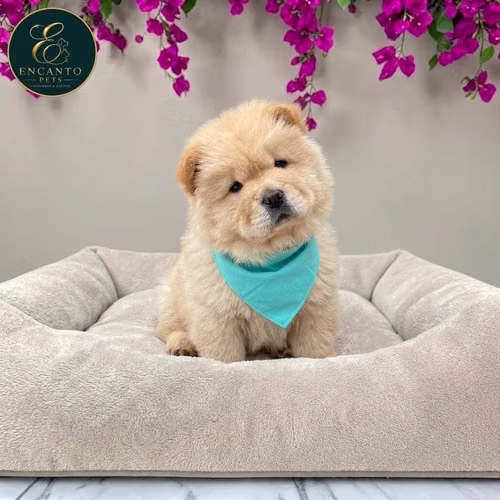 Cachorro CHOW CHOW TRADICIONAL disponible