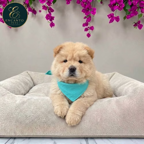 Cachorro CHOW CHOW TRADICIONAL disponible - Imagen 4