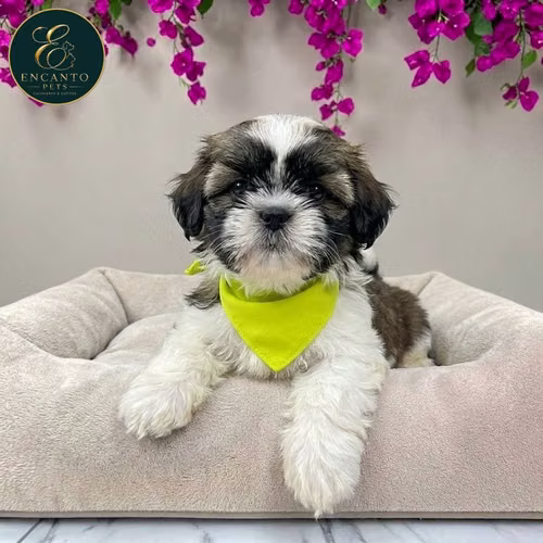 Cachorro SHIH TZU disponible - Imagen 8