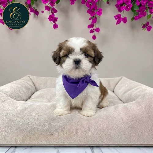 Cachorro SHIH TZU disponible