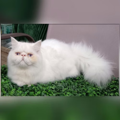 Sell Persian