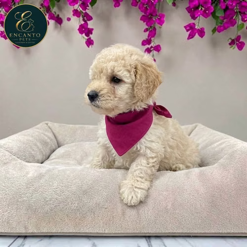 Cachorro French Poodle Mini Tradicional / Miniature Poodle disponible - Imagen 7