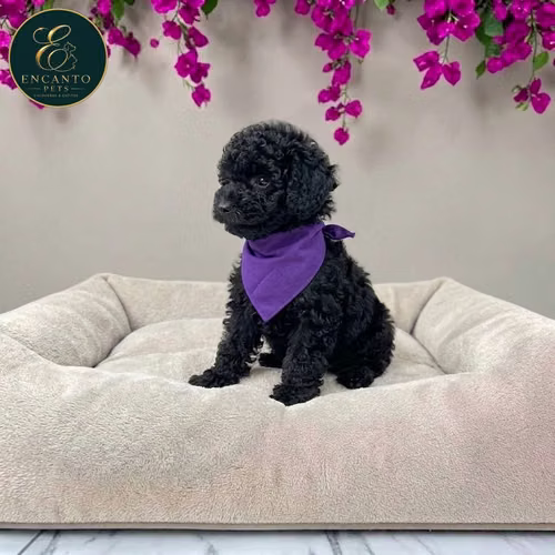 Cachorro French Poodle Mini Tradicional / Miniature Poodle disponible - Imagen 2