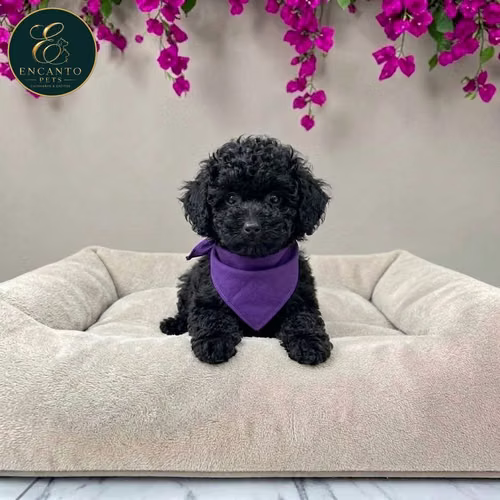 Cachorro French Poodle Mini Tradicional / Miniature Poodle disponible - Imagen 5