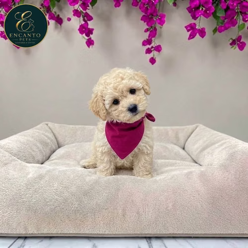 Cachorro French Poodle Mini Tradicional / Miniature Poodle disponible - Imagen 8