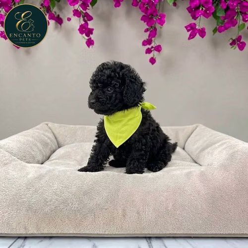 Cachorro French Poodle Mini Tradicional / Miniature Poodle disponible