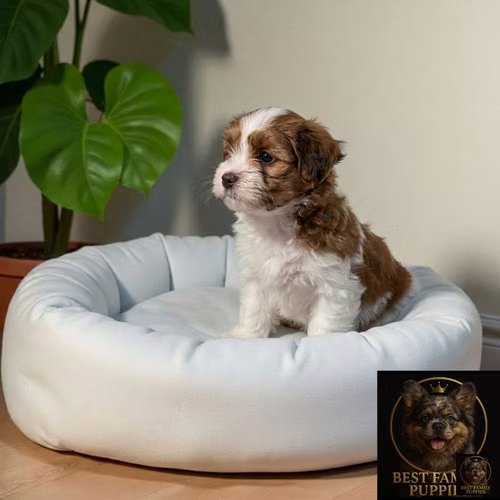 Cachorro BICHON HABANERO disponible - Imagen 4