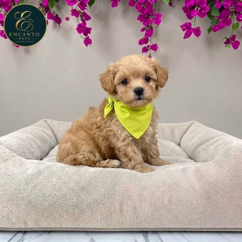 Cachorro MALTIPOO disponible