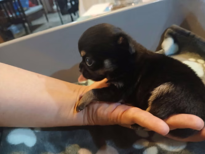 Chihuahuas machos 
