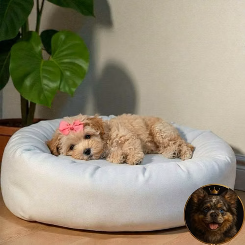 Cachorro MALTPOO disponible - Imagen 2