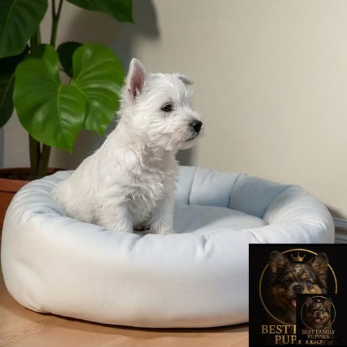 Cachorro WEST HIGHLAND disponible - Imagen 2