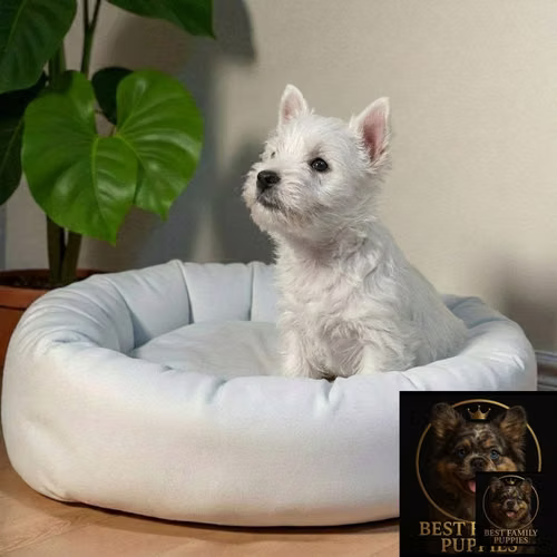 Cachorro WEST HIGHLAND disponible - Imagen 5