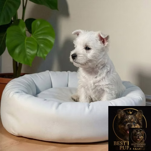 Cachorro WEST HIGHLAND disponible - Imagen 3