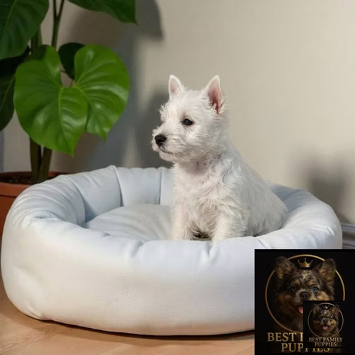 Cachorro WEST HIGHLAND disponible - Imagen 7