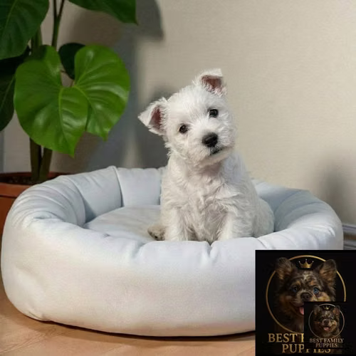 Cachorro WEST HIGHLAND disponible - Imagen 1
