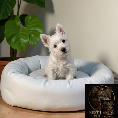 Cachorro WEST HIGHLAND disponible - Imagen 8