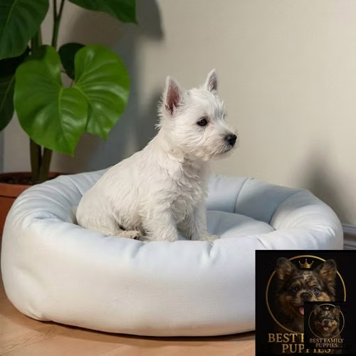 Cachorro WEST HIGHLAND disponible - Imagen 6