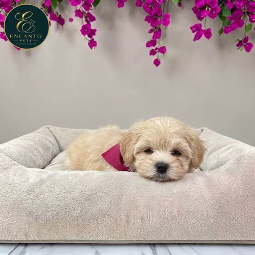 Cachorro MALTIPOO disponible - Imagen 8